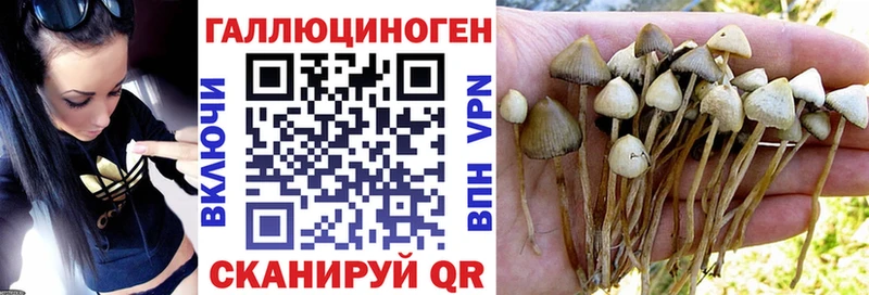Псилоцибиновые грибы прущие грибы  Черноголовка 